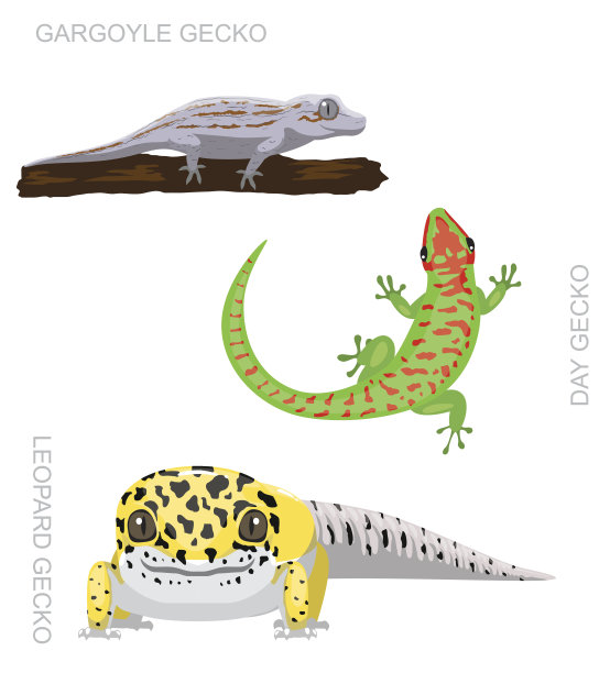 phelsuma