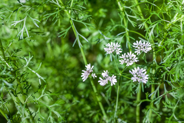 香菜花开