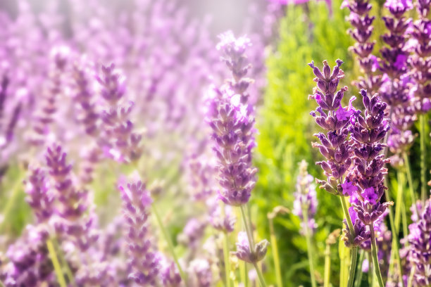 provence