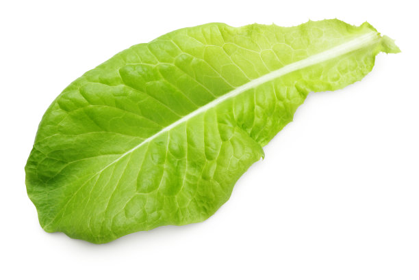 lactuca