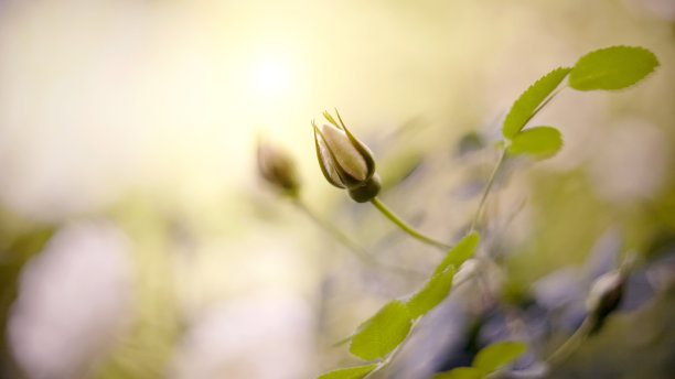 stamens