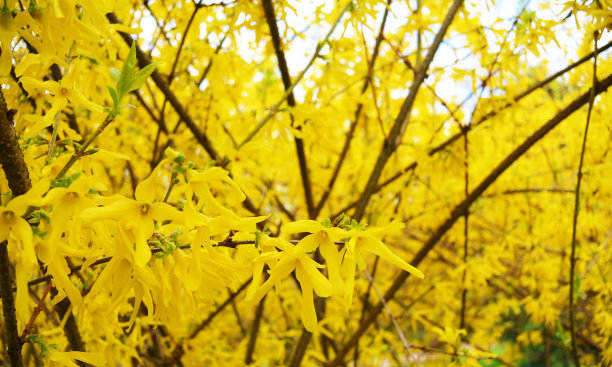 forsythia