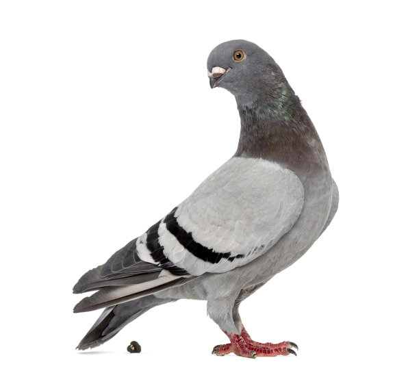 pigeon