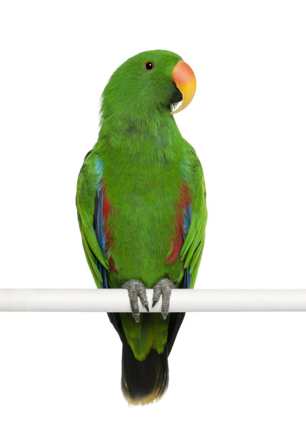 eclectus