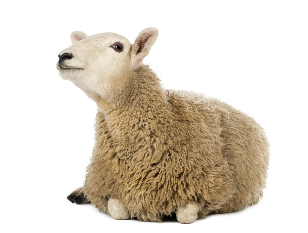 sheep