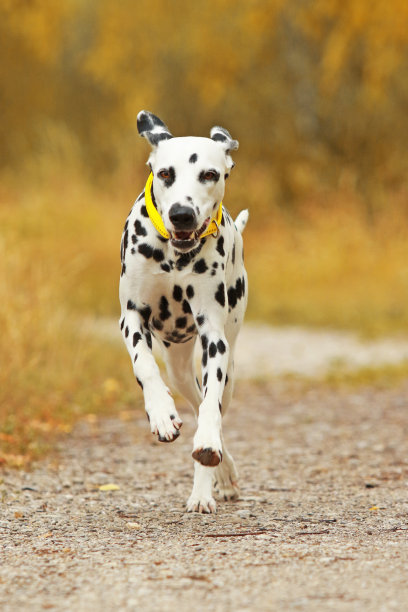 dalmatian