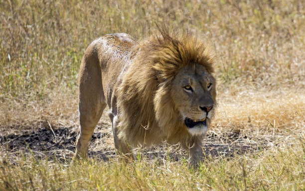 ngorongoro