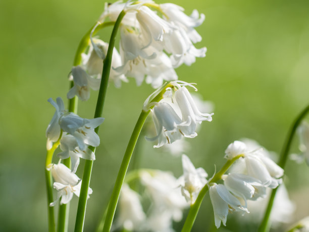 hyacinthoides