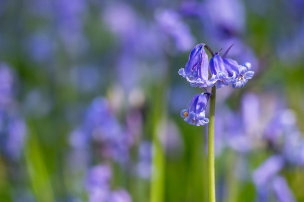 hyacinthoides