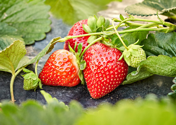 种植草莓