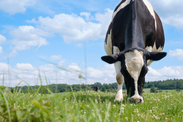 cow