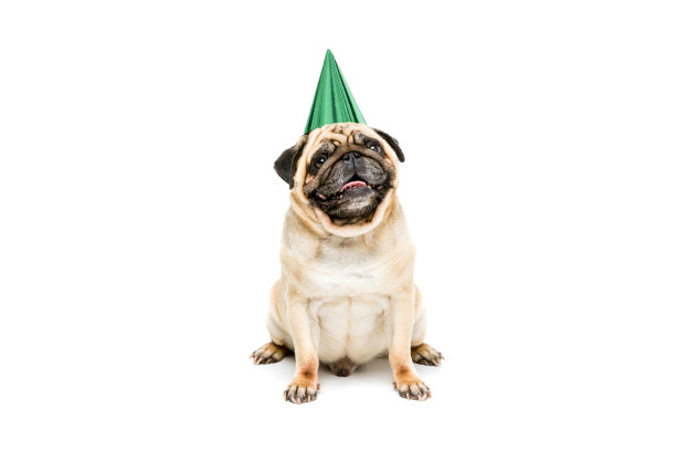 pug