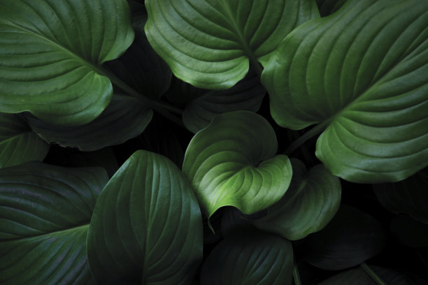 叶子水滴绿叶背景素材