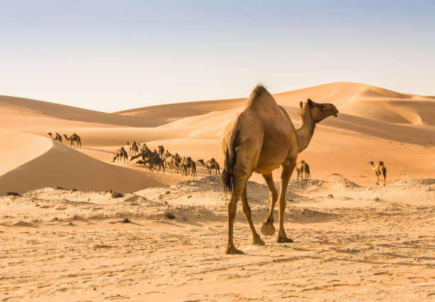 desert