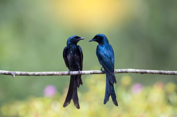 drongo