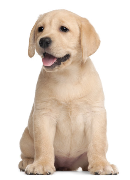 puppy
