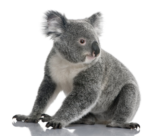koala