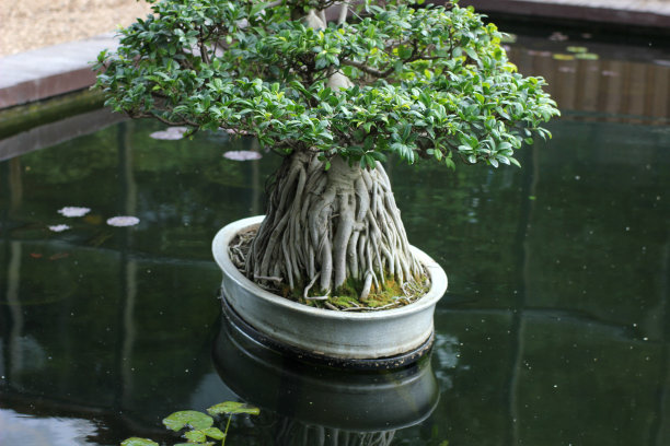 竹篮花盆盆景