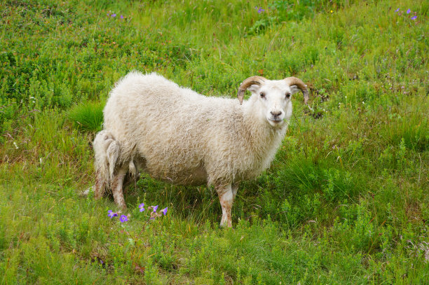 sheep