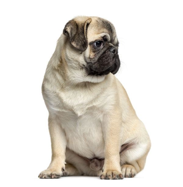 pug
