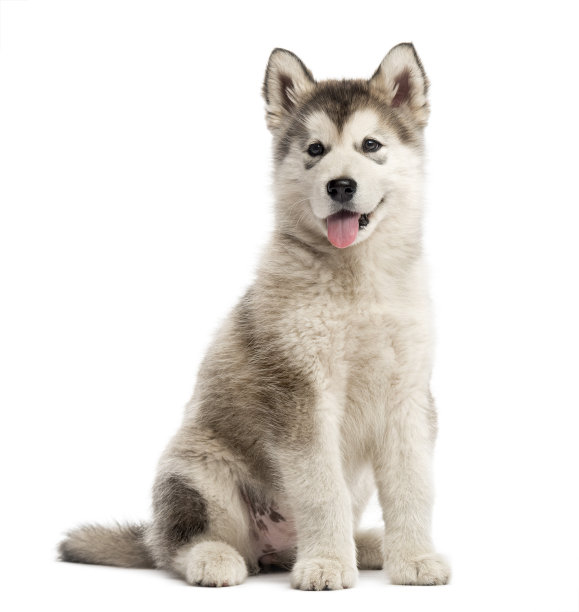puppy