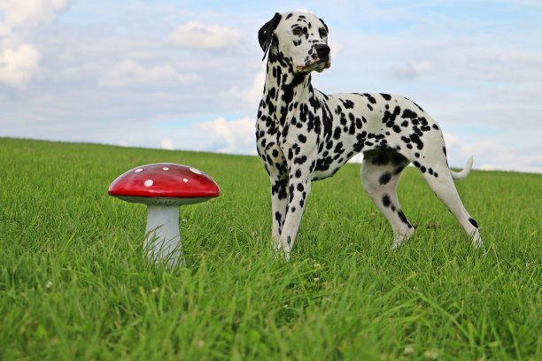 dalmatian