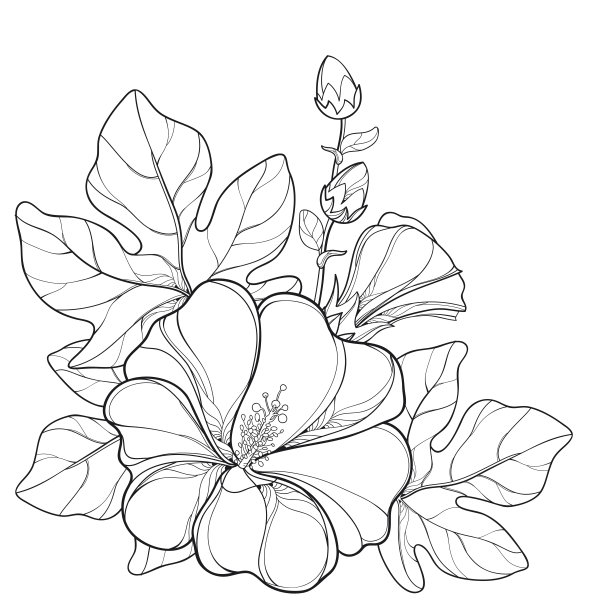 stockrose