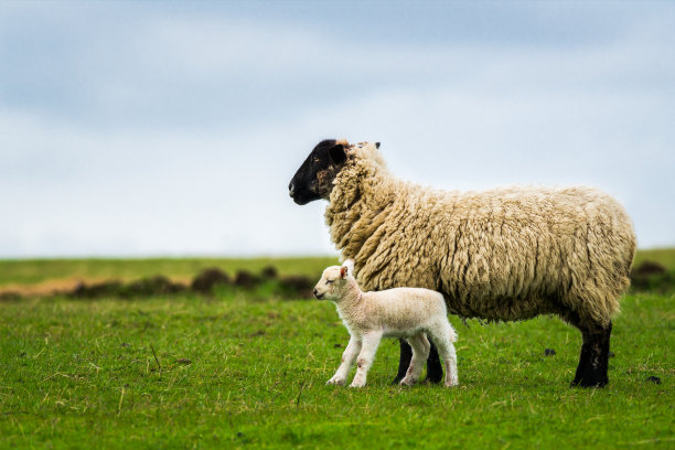 lamb