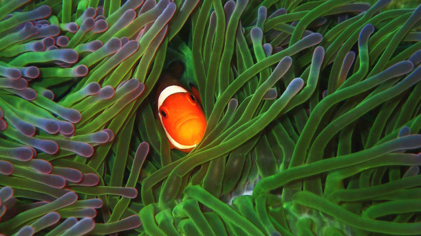 anemonefish