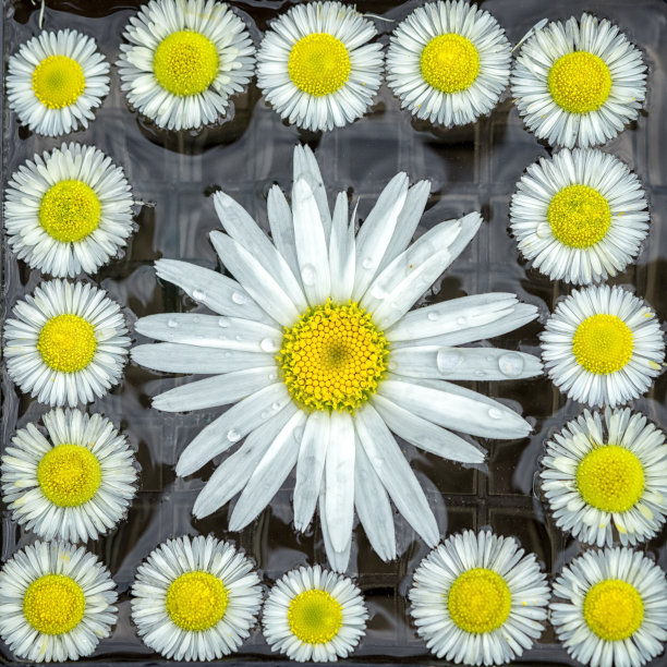 camomiles