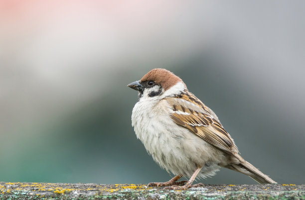 sparrow