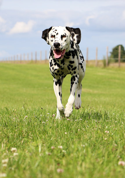 dalmatian