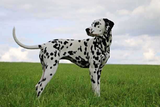 dalmatian