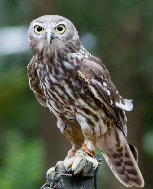 strix