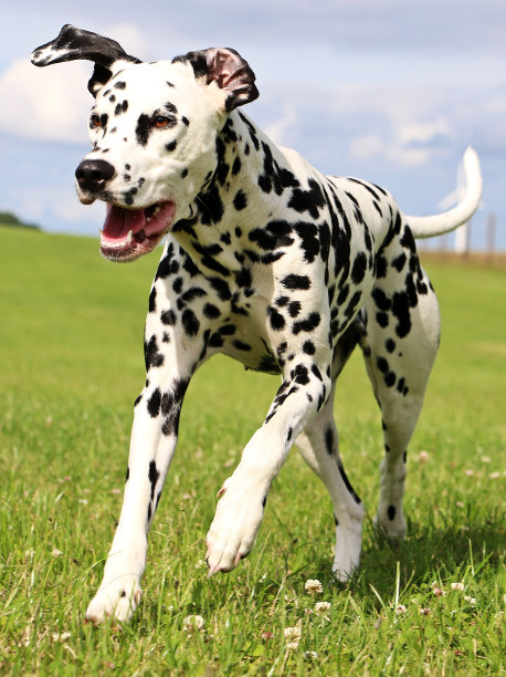 dalmatian