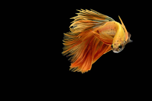 carassius