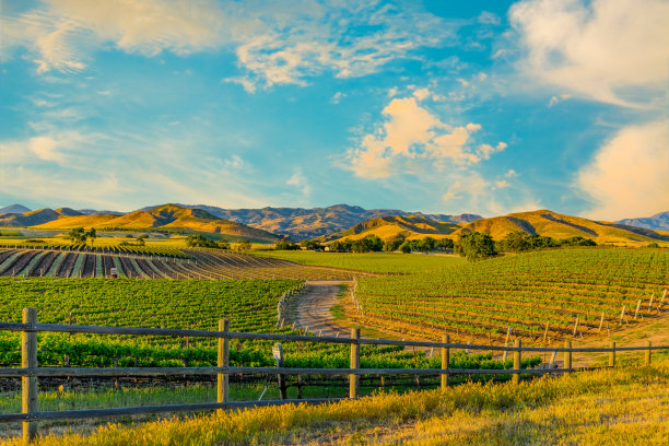 vineyard