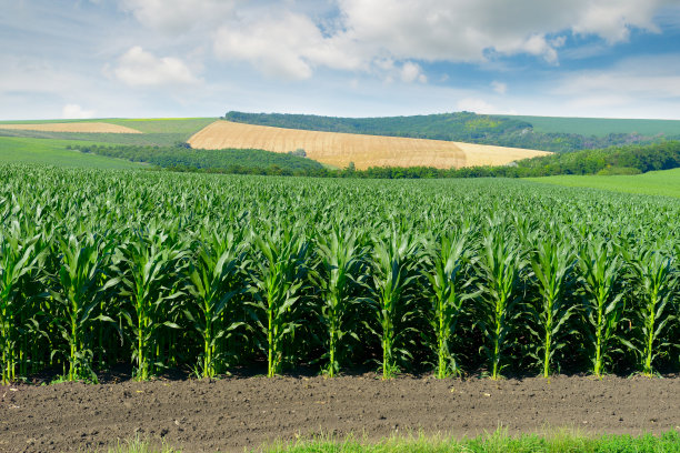 cob
