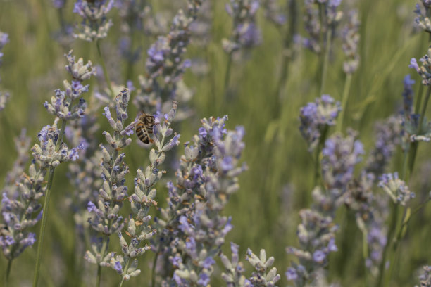 pollination