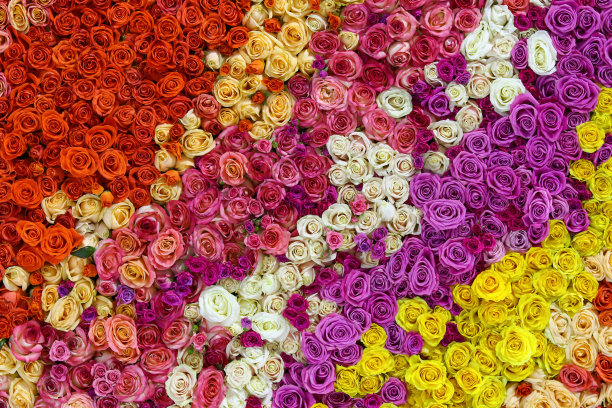 玫瑰花,印花,背景,花卉,花