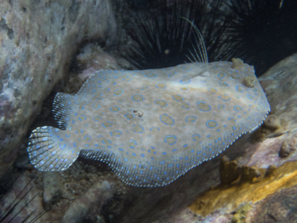 plaice