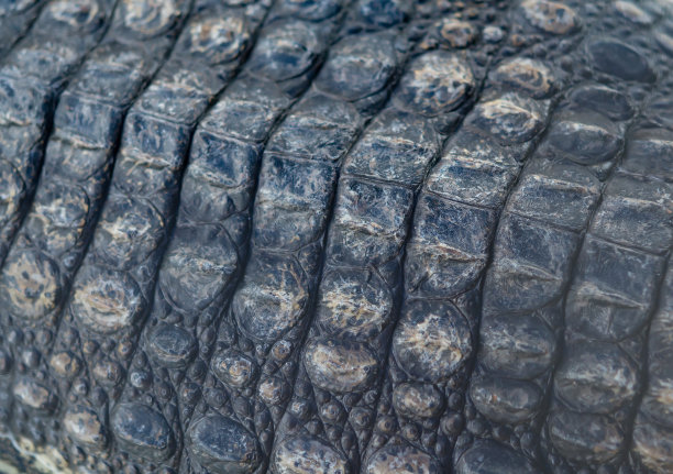scale