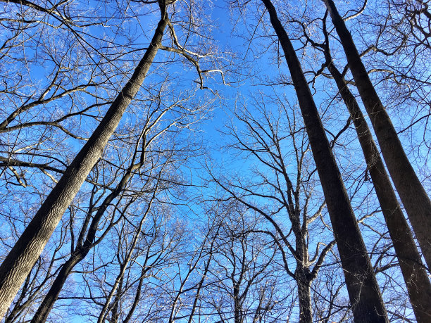 蓝天背景下的枯树