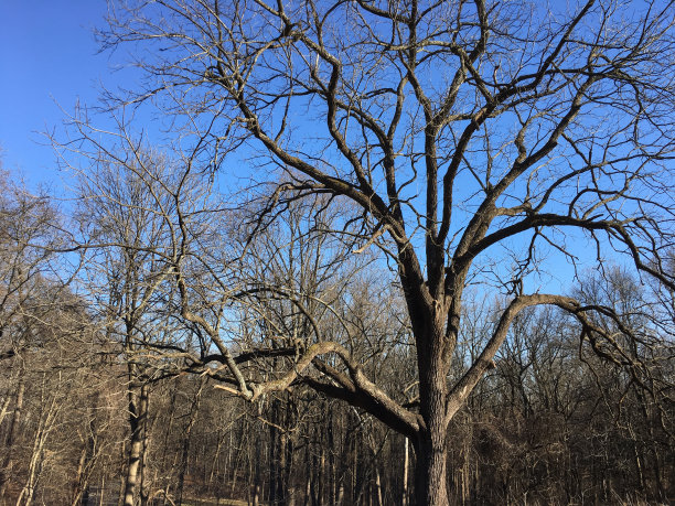 蓝天背景下的枯树