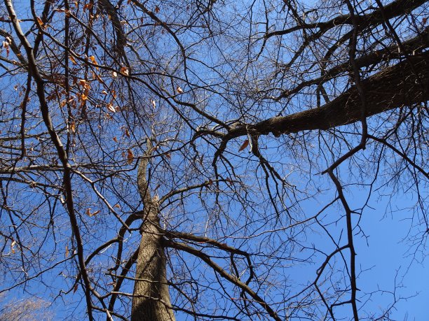 蓝天下的树枝枯叶