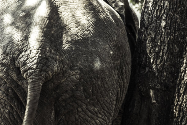 动物皮纹压纹肌理纹