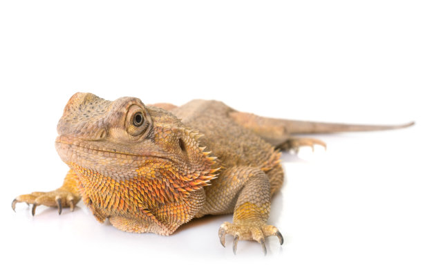 pogona