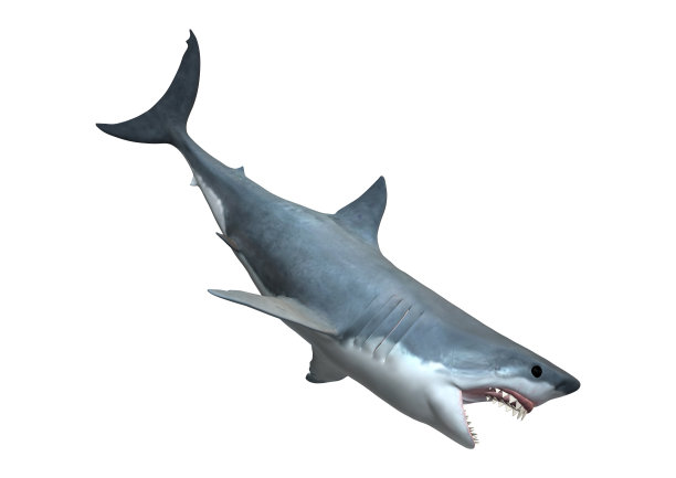 shark