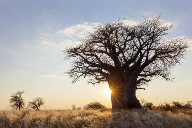 baobab
