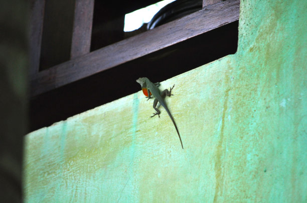 phelsuma